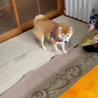 「ありがとうね」