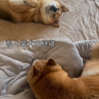 お昼寝する柴犬