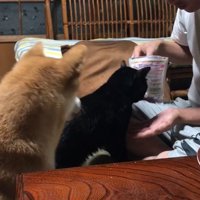天くんに「お手」と言ったら…