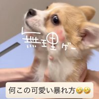 前足を上げる子犬2