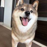 同じ犬