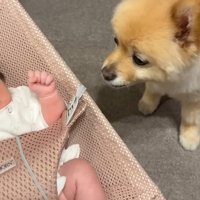 ポメくんが戻ってきました
