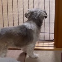 りんごちゃんが見つめていたのは…