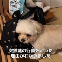 謎の行動をとるすずめちゃん