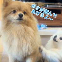 前足でつつくラオウくん