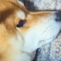 枕を奪われたスティーブくん⑩