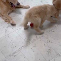 遊び中のパピーさん