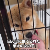 田んぼで捨てられた犬