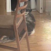 部屋の中で遠吠えする黒い犬