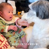 赤ちゃんに近づくわんこ