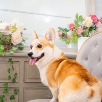 ニコニコ