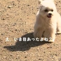 アップの犬