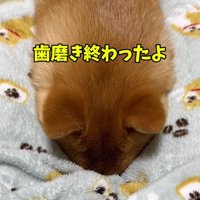 拗ねるはなちゃん