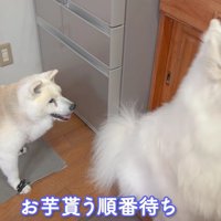食欲はまだまだ旺盛♪