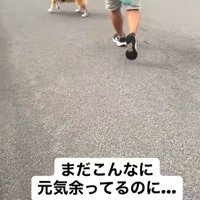 ぶん太くんとパパさんのお散歩7