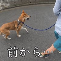 散歩中にお母さんに会った時のワンジローくん4