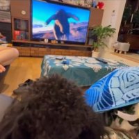 突進する動物を見るある君
