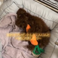 ベッドの上でぬいぐるみを抱きしめる子犬