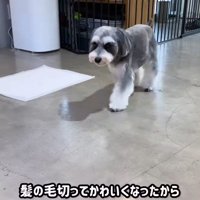 トリミング後のなぎちゃん