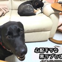 同居犬・銀河くんはオロオロ…