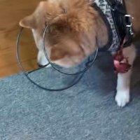 台に頭を突っ込んだ犬がうつむいている様子