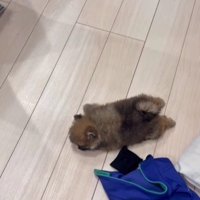 行き倒れの子犬が！