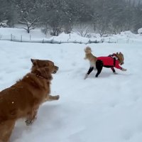 よもぎちゃん＆だいず君の雪への反応3