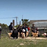 大勢のゴールデンレトリバー