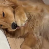 前足の肉球をペロペロ