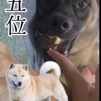 おもちゃで遊ぶ犬