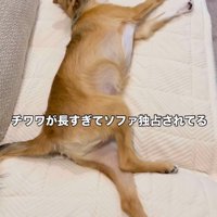 ソファに寝転がる小型犬