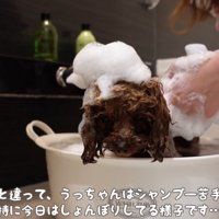 うゆちゃんのシャンプー中の出来事4