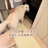 笑顔で女性の方を見る犬