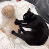 犬の背中をマッサージする猫2