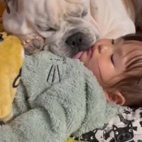 女の子の上に乗って眠る犬