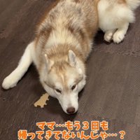 床に伏せるハスキー