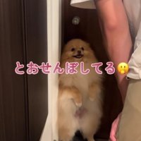 パパに通せんぼ