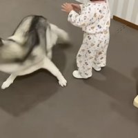 近づく女の子、全速力で逃げるハスキー