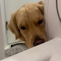 再登場のドドくん