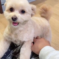 飼い主のひざに前足をのせる犬