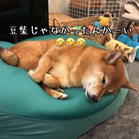 大きくなった豆柴