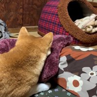 ももちゃんは天くんを見守りながらまったり
