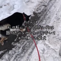 匂いを嗅ぎながら歩く犬