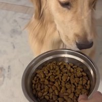 お皿から顔を背ける大型犬