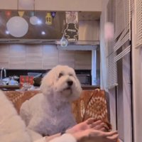 ボールを見つめる犬