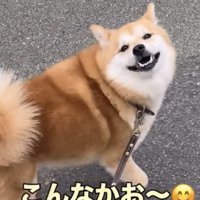 目を細めて微笑む犬