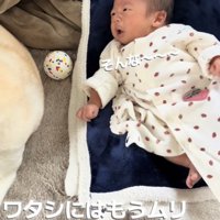 離れていく犬