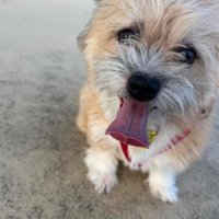 わんこの家族もいるよ