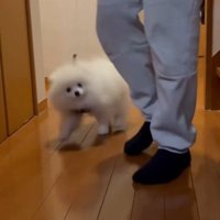 普通に歩いています！