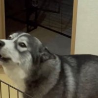 吠える犬